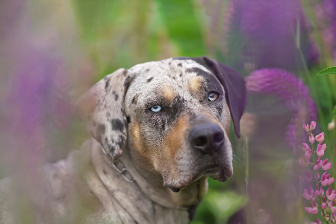 Hund im Süßlupinenfeld