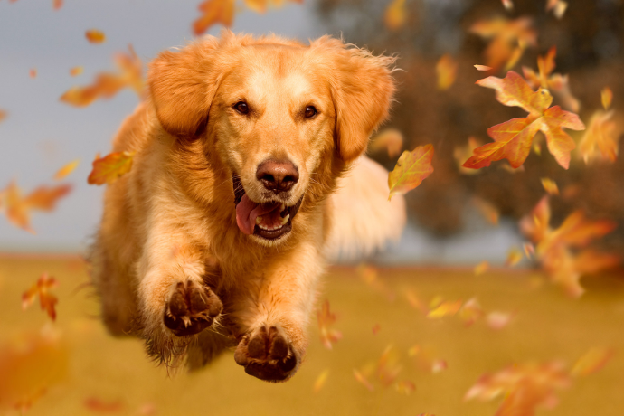 Hund läuft mit viel Energie durch Herbstlaub