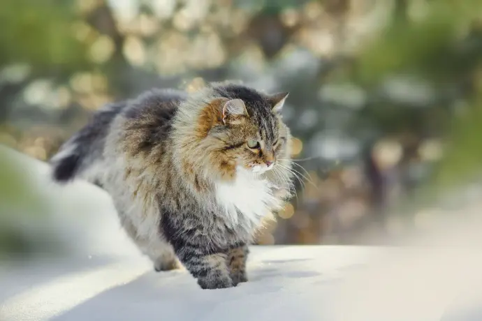 Katze im Schnee Katze im Schnee
