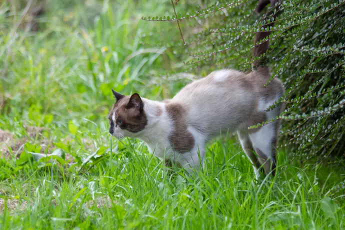Katze markiert katze markiert