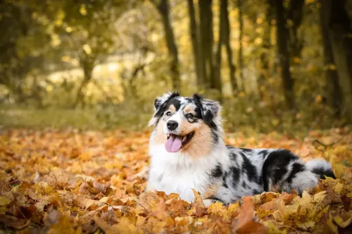 Australian Shepherd liegt in Herbstblättern Australian Shepherd liegt in Herbstblättern