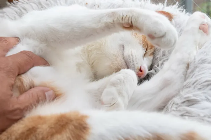 Darmsanierung bei Katzen Katze lässt sich wohlwollend streicheln