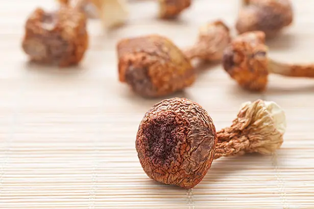 Agaricus blazei Murrill