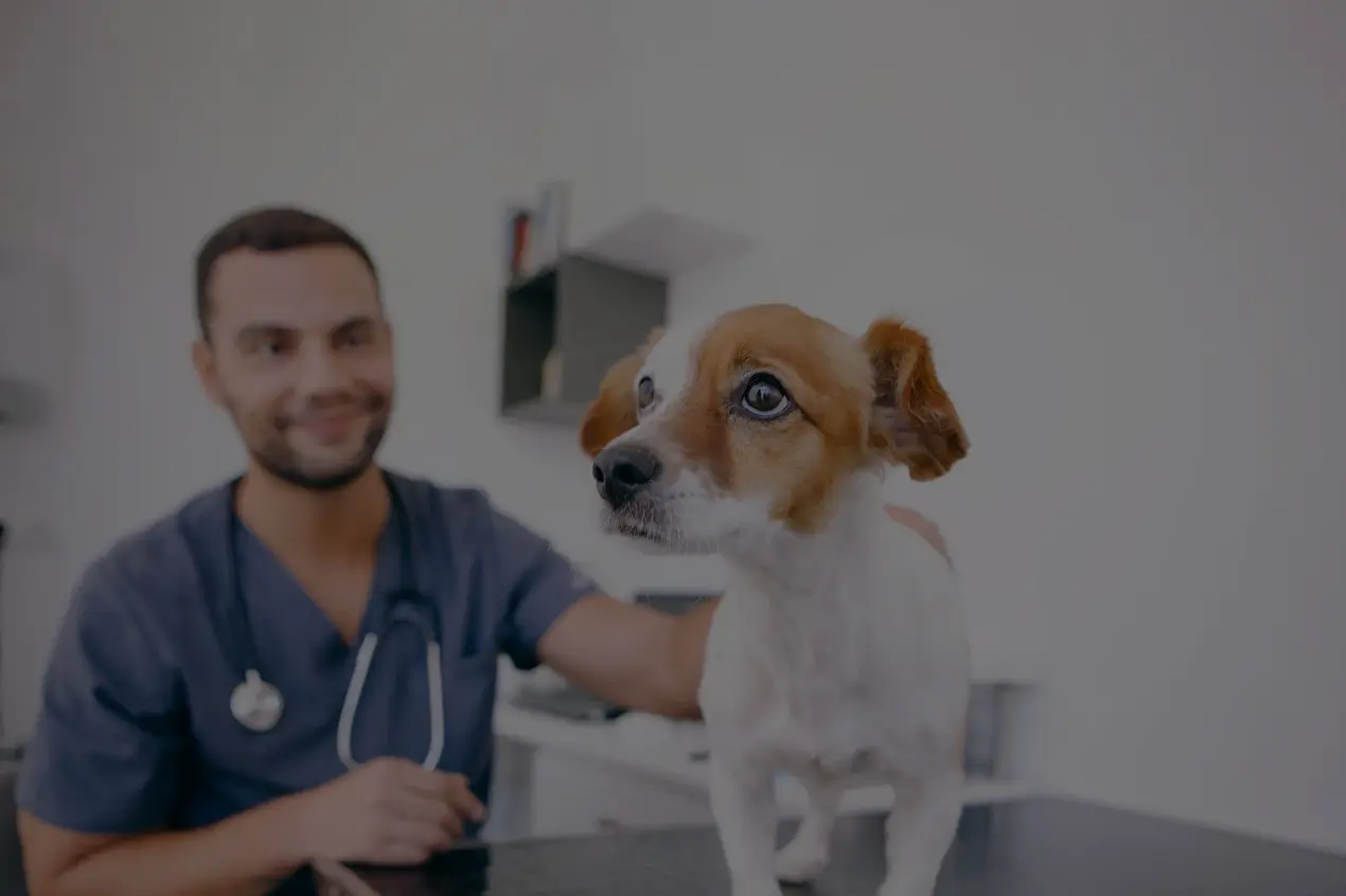 Webinar Therapeutenschulung