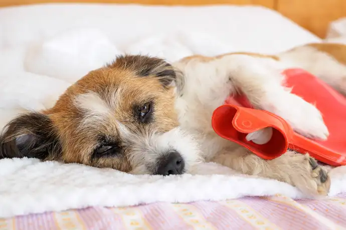 IBD beim Hund – Alles über die chronische Darmentzündung